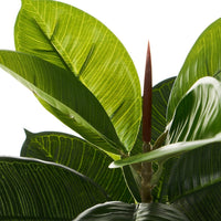 Ficus artificial de 75 cm