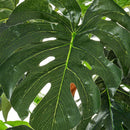 Planta artificial monstera verde en maceta plástico 170 cm