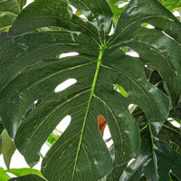 Planta artificial monstera verde en maceta plástico 170 cm